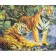 Картина по номерам Strateg Пара тигров на цветном фоне размером 40х50 см (VA-2542)