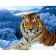 Paint by numbers Strateg PREMIUM Tiger in the snowwith varnish size 40х50 sm VA-2698