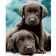 Paint by number Strateg Small Labradors on a colored background, size 40x50 cm (VA-2800)