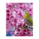Картина по номерам Премиум Зеленая птичка на ветке 40х50 см VA-2846