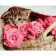 Paint by number VA-3206 "Kitten in roses", 40x50 cm