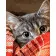 Paint by number Premium Cat under a blanket 40x50 cm VA-3428