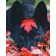 Paint by number Premium Black dog 40x50 cm VA-3442.