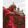 Paint by numbers Strateg PREMIUM Roses near St. Isaac's Cathedralwith varnish size 40х50 sm VA-3749