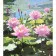 Painting by numbers Strateg PREMIUM Lotuses on the water with varnish and level size 40x50 cm (VA-4652)