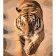 Painting by numbers Strateg PREMIUM The power and grace of a tiger with varnish and level size 40x50 cm (VA-4673)