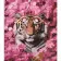 Painting by numbers Strateg PREMIUM Tiger luxury in pink tones with varnish and level size 40x50 cm (VA-4674)