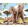 Картина по номерам Друзья слоненок и жираф 30х40 см VAm-1733