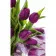 Paint by number Strateg PREMIUM Purple tulips size 50x25 cm (WW016)