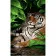 Paint by number Strateg PREMIUM Tiger in leaves size 50x25 cm (WW025)
