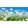 Painting by numbers Strateg PREMIUM Daisies in the field Strateg size 50x25 cm (WW041)