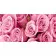 Painting by numbers Strateg PREMIUM Pink roses 50x25 cm (WW056)