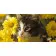 Картина за номерами Strateg ПРЕМІУМ Котик у квітах Strateg розміром 50х25 см (WW058)
