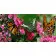 Painting by numbers Strateg PREMIUM Butterflies Strateg, 50x25 cm (WW059)