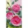 Painting by numbers Strateg Roses 50x25 cm (WW171)
