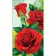Painting by numbers Strateg Red roses 50x25 cm (WW178)