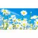 Painting by numbers Strateg Daisies in a field, 50x25 cm (WW179)
