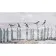Painting by numbers Strateg Seagulls on the posts 50x25 cm (WW184)