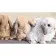 Painting by numbers Strateg Cute fluffy things 50x25 cm (WW191)