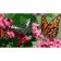 Painting by numbers Strateg Butterflies 50x25 cm (WW194)