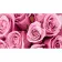 Painting by numbers Strateg Pink roses 50x25 cm (WW197)