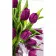 Картина по номерам Strateg Фиолетовые тюльпаны размером 50х25 см (WW213)
