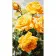 Картина за номерами Strateg Жовті троянди розміром 50х25 см (WW216)