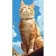 Painting by numbers Strateg Dreamy cat 50x25 cm (WW238)