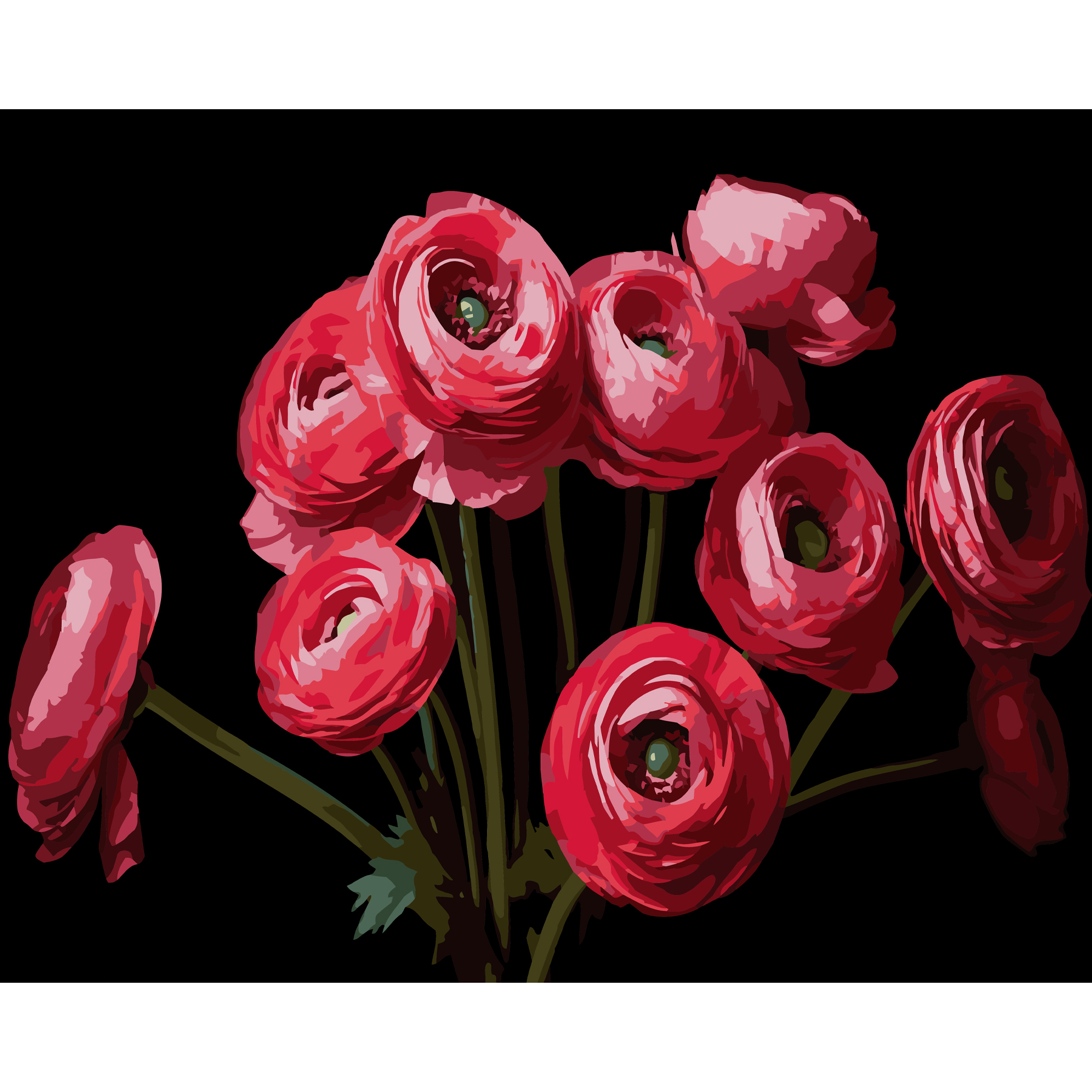Bouquet of ranunculus on a black background 40Х50 (AH1260)
