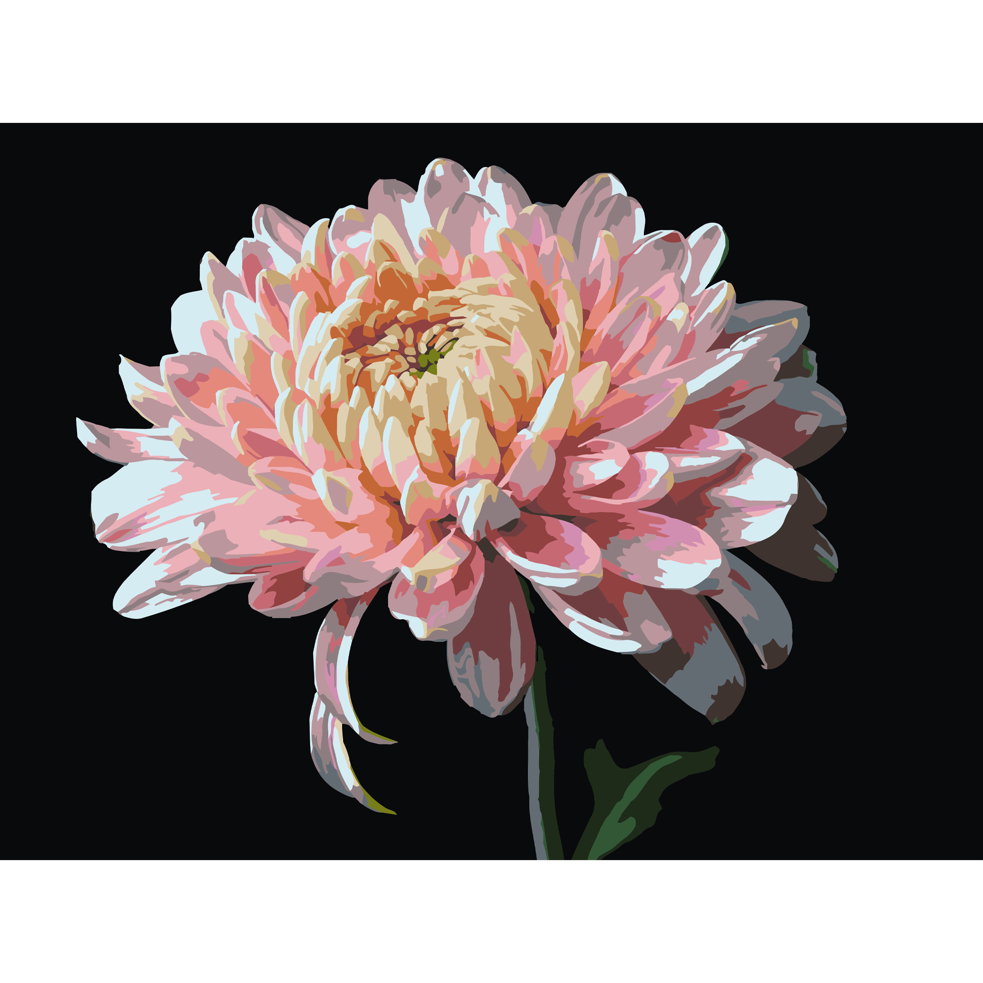 Pink chrysanthemum on a black background 30Х40 (FH-23)