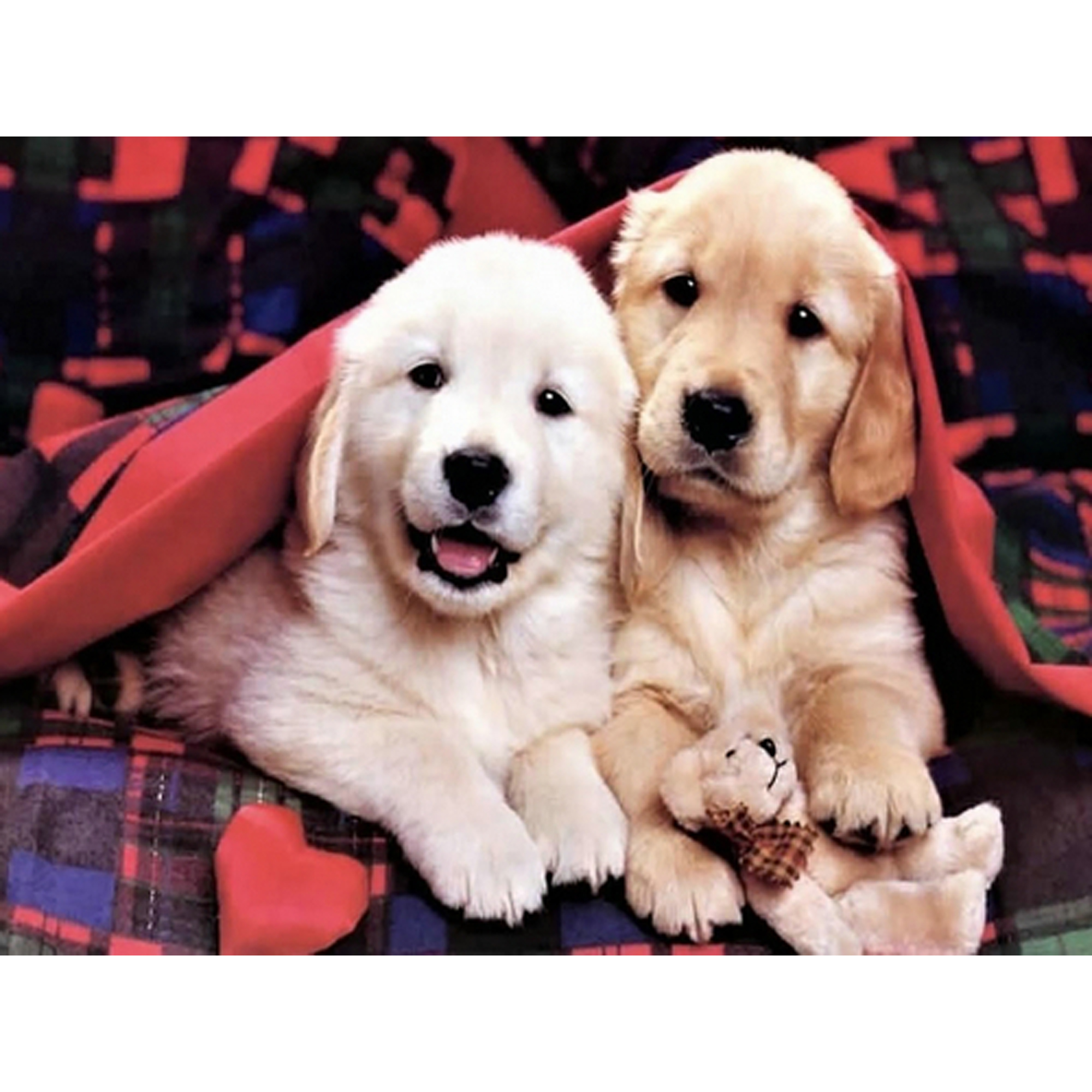 Cute puppies size 40x50 cm (GC85964)