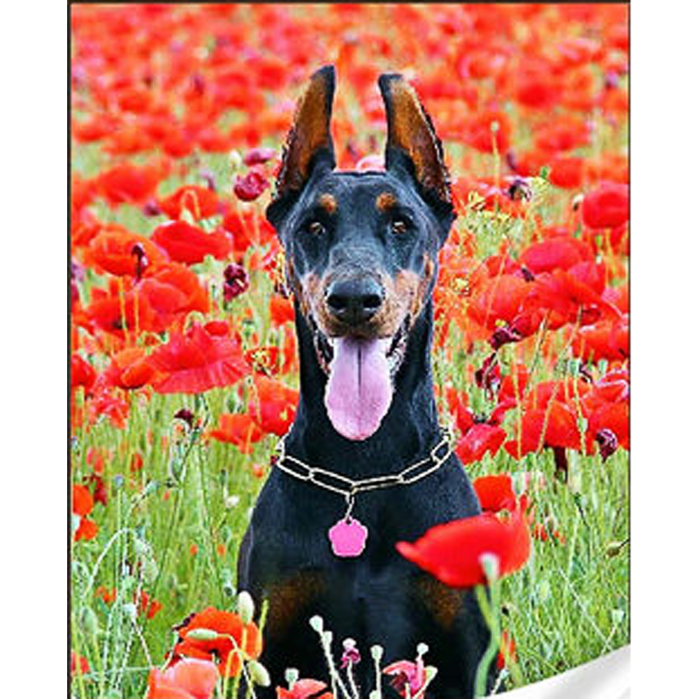Black Doberman measuring 30x40 cm (GM86851)