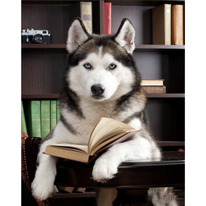 Husky with a book, 30x40 cm (HEG85020)
