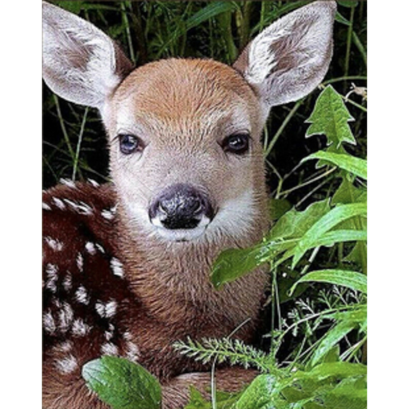 Roe deer cub, 30x40 cm (HEG86027)