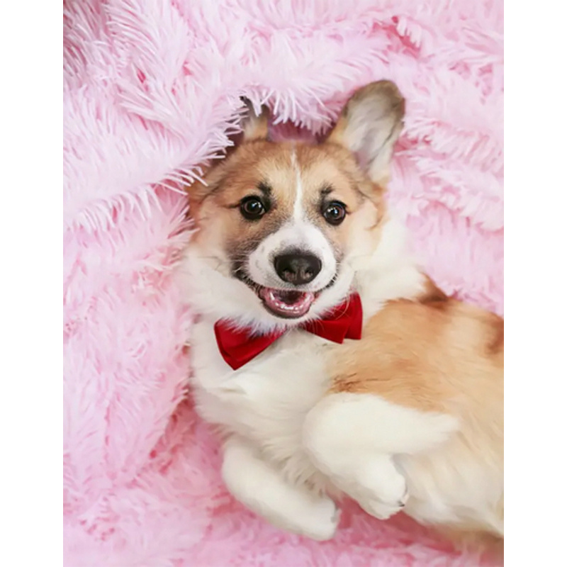Diamond mosaic Corgi without a subframe 40x50 cm (JSFH85874)