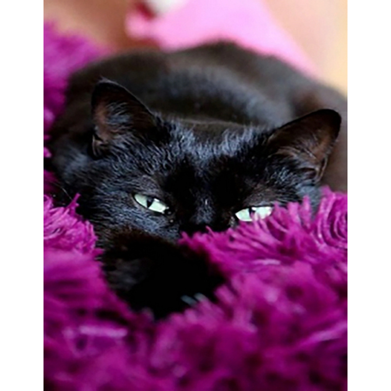 Diamond mosaic Black cat in a bedspread without a subframe 40x50 cm (JSFH85875)