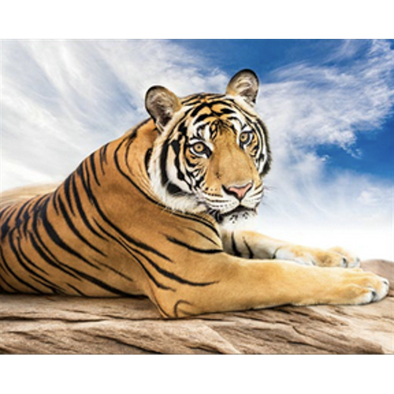 Siberian tiger 40x50 cm (SK86007)
