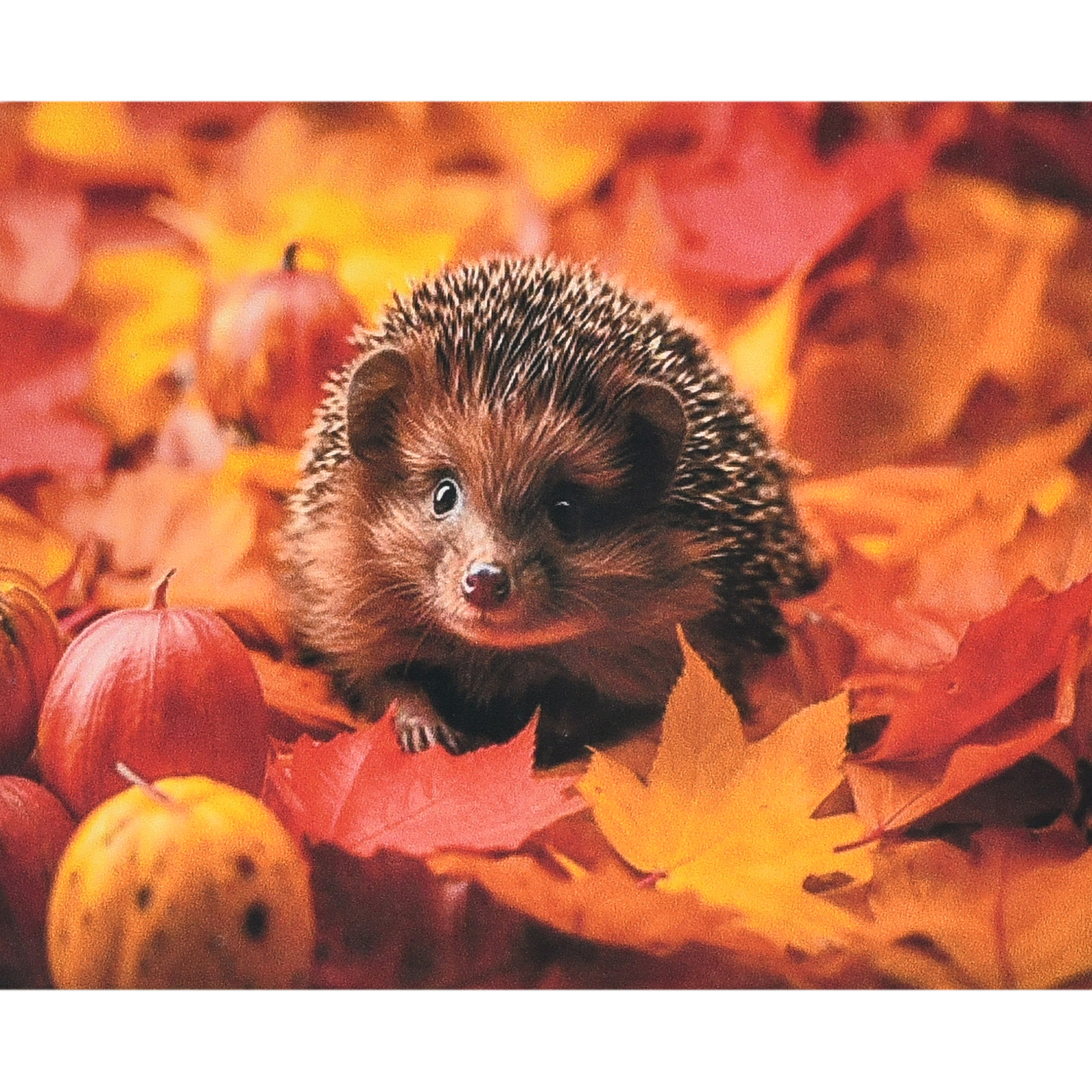 Autumn in thorns size 40x50 cm (SK88227)