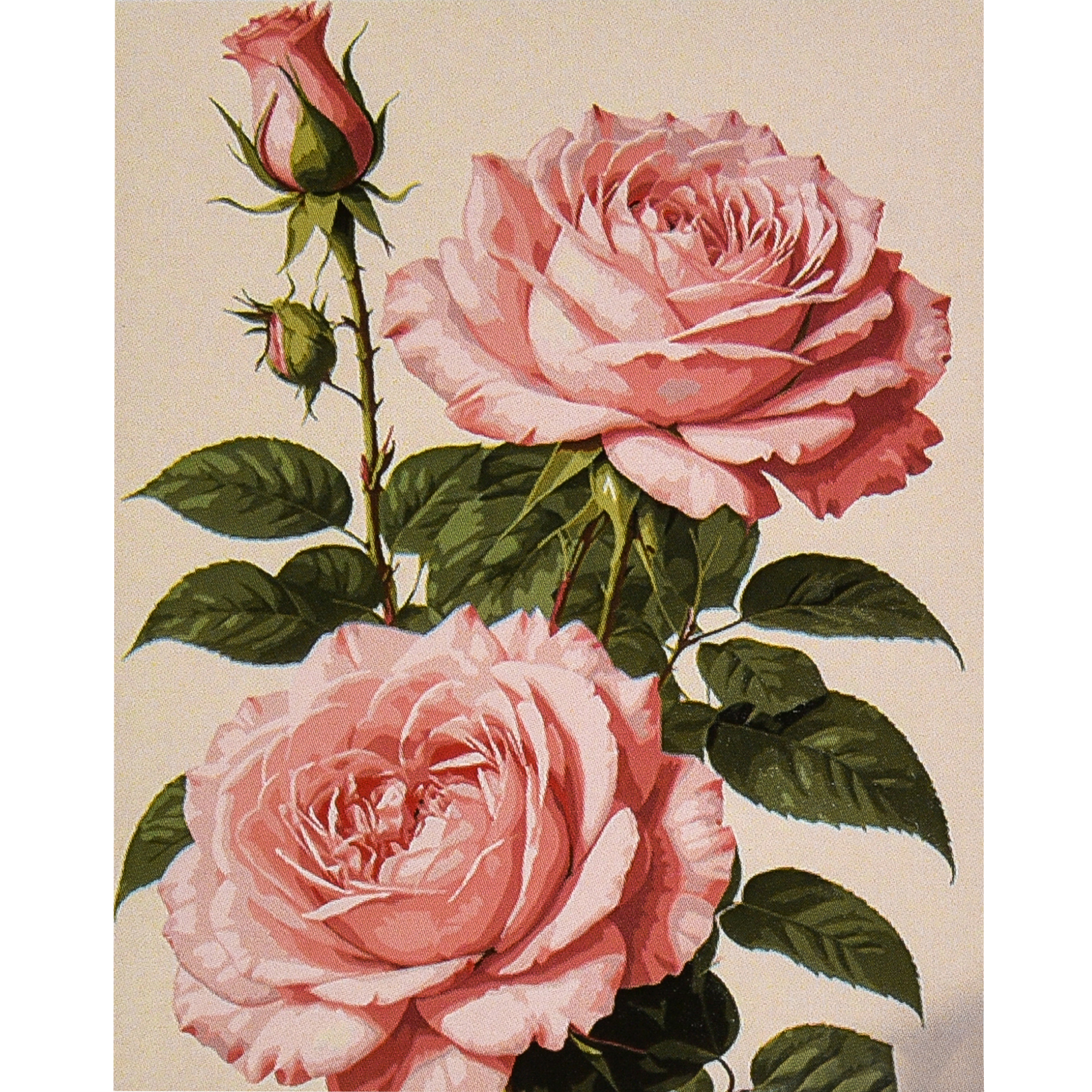 Pink rose size 30x40 cm (SS1220)